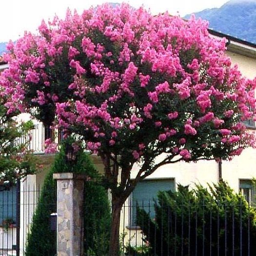 Okrasný strom Lagerstroemia indica 50 semien